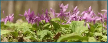 Corydalis 